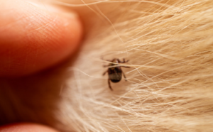 How to Check your Dog For ticks