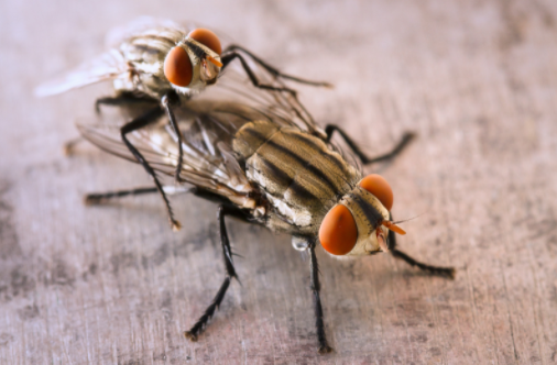 How to Control Houseflies in Natural Method