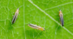 How to Control Thrips