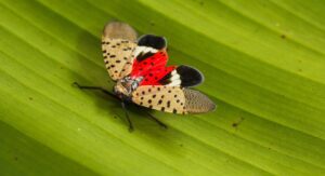 How to Control for Spotted Lanternflies?