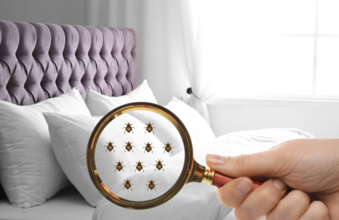 How to Cope with the Bed Bug Infestation? – Where and How to Sleep?