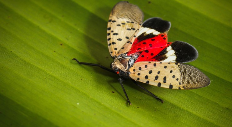 How to Destroy Lanternfly Eggs