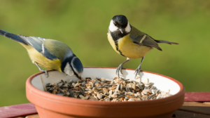 How to Feed Birds Without Attracting Rats