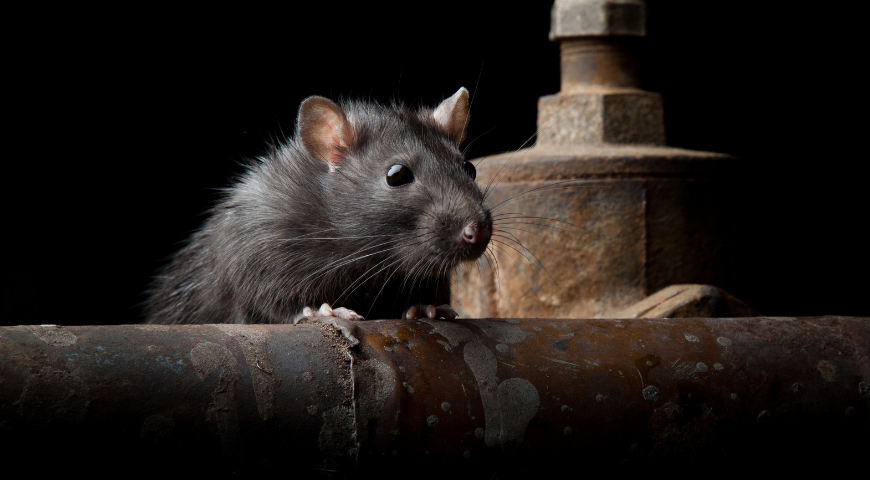 How to Find and Seal Mice Entry Points