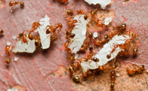 Hvordan bli kvitt maur