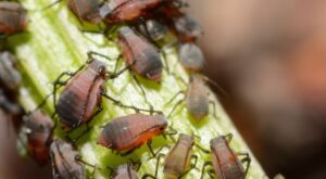 How to Get Rid of Aphid Infestation?