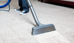 How to Get Rid of Carpet Beetles