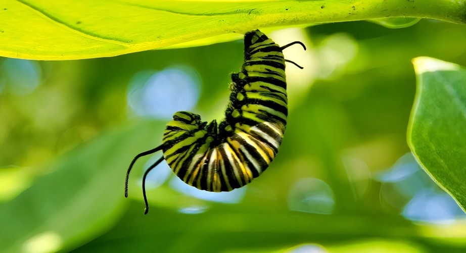 How to Get Rid of Caterpillar