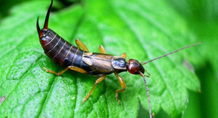 How to Get Rid of Earwigs