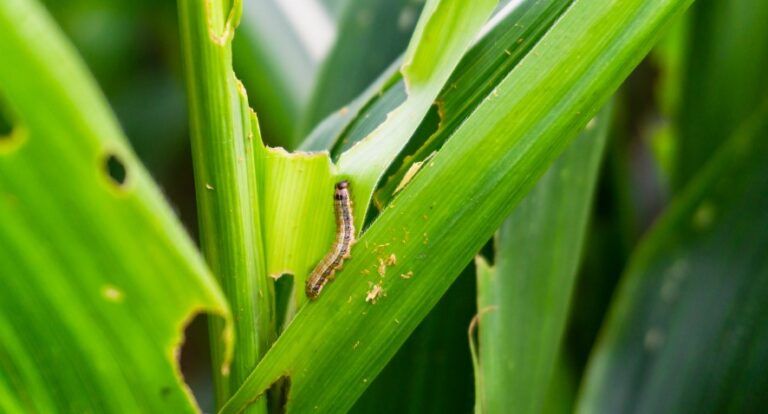 How to Get Rid of Fall Armyworm? | Empire Pest Control London