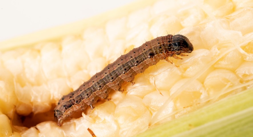 How to Get Rid of Fall Armyworm?