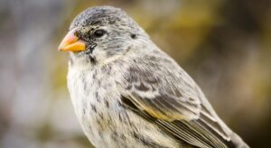 How to Get Rid of Finches