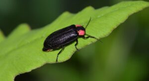 How to Get Rid of Fireflies