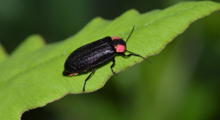How to Get Rid of Fireflies