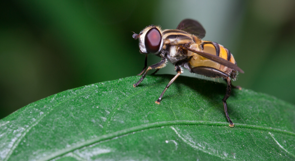 How to Get Rid of Flies in Your Home
