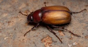 how to get rid of fur beetles