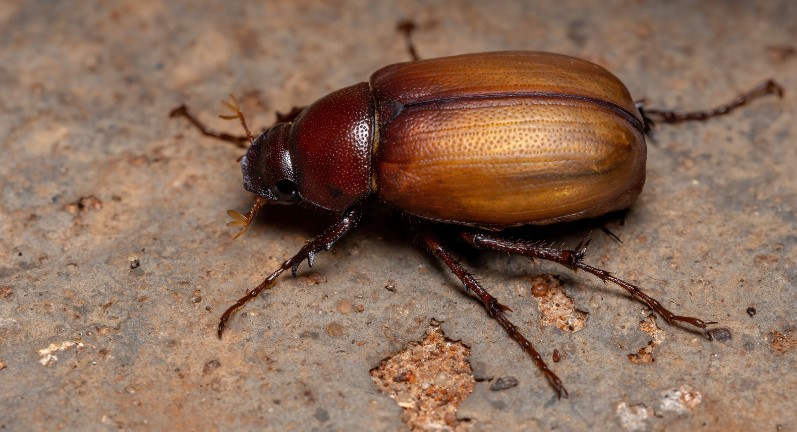 how to get rid of fur beetles
