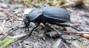 How to Get Rid of Ground Beetle?