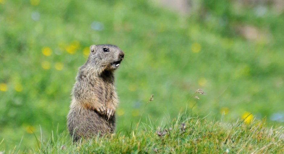 How to Get Rid of Groundhogs