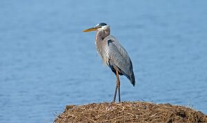 How to Get Rid of Herons