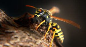 How to Get Rid of Hornets Naturally?