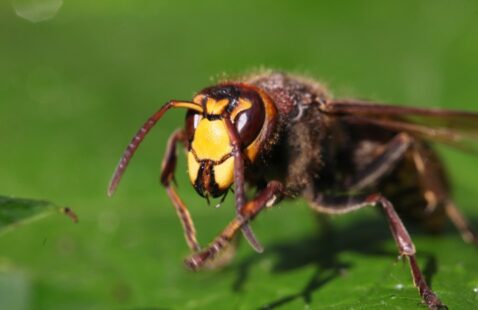 How to Get Rid of Hornets Naturally?