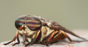 How to Get Rid of HorseFlies?