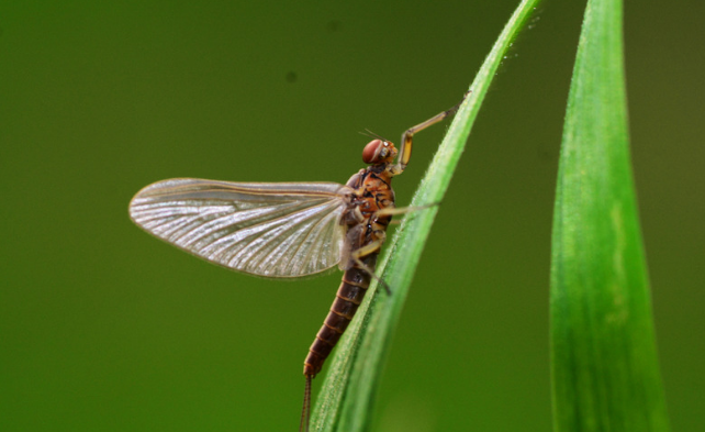 How to Get Rid of Mayfly