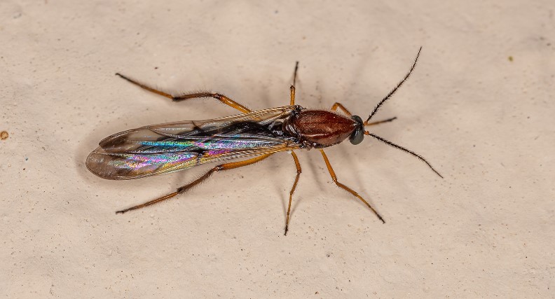 How to Get Rid of Midges