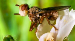 How to Get Rid of Myopa