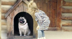 How to Get Rid of Pests in a Dog House