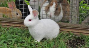 How to Get Rid of Rabbits in Your Garden