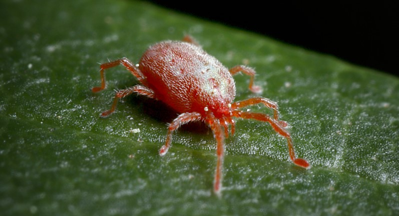 How to Get Rid of Red Spider Mites