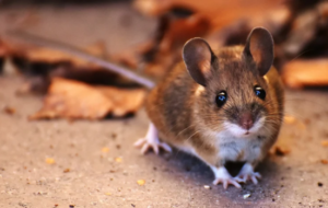 How to Get Rid of Rodent Droppings