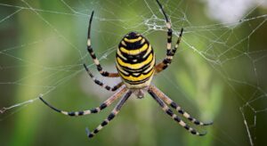 How to Get Rid of Spiders?