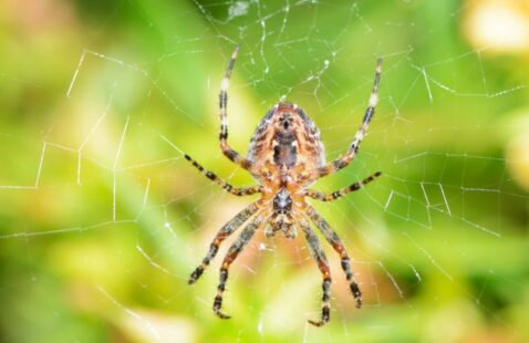 How to Get Rid of Spiders From Home?
