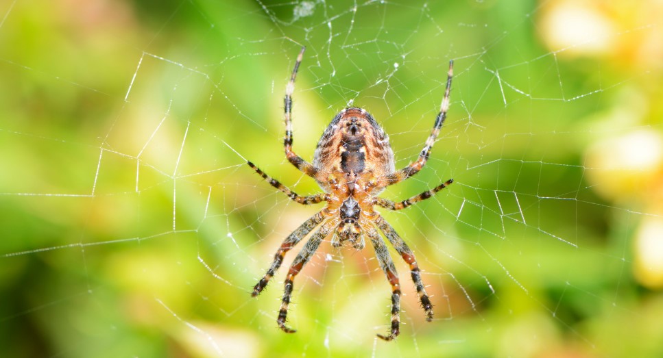 How to Get Rid of Spiders From Home?
