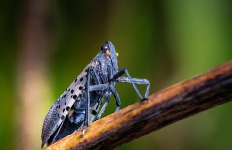 How to Get Rid of Spotted Lanternflies?