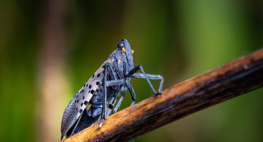 How to Get Rid of Spotted Lanternflies?