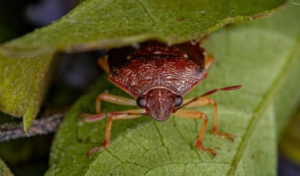 How to Get Rid of Stink Bugs