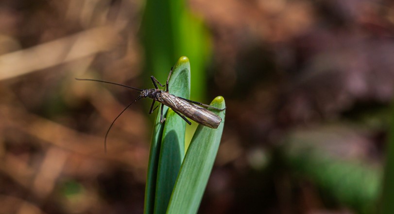 How to Get Rid of Stoneflies?