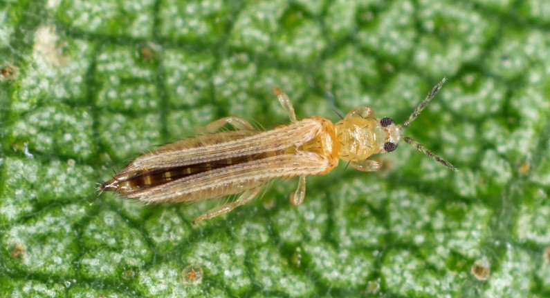 How to Get Rid of Thrips