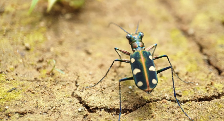 How to Get Rid of Tiger Beetles