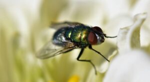 How to Get Rid of Tsetse Flies