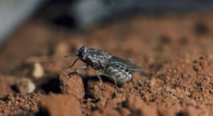 How to Get Rid of Tsetse Fly