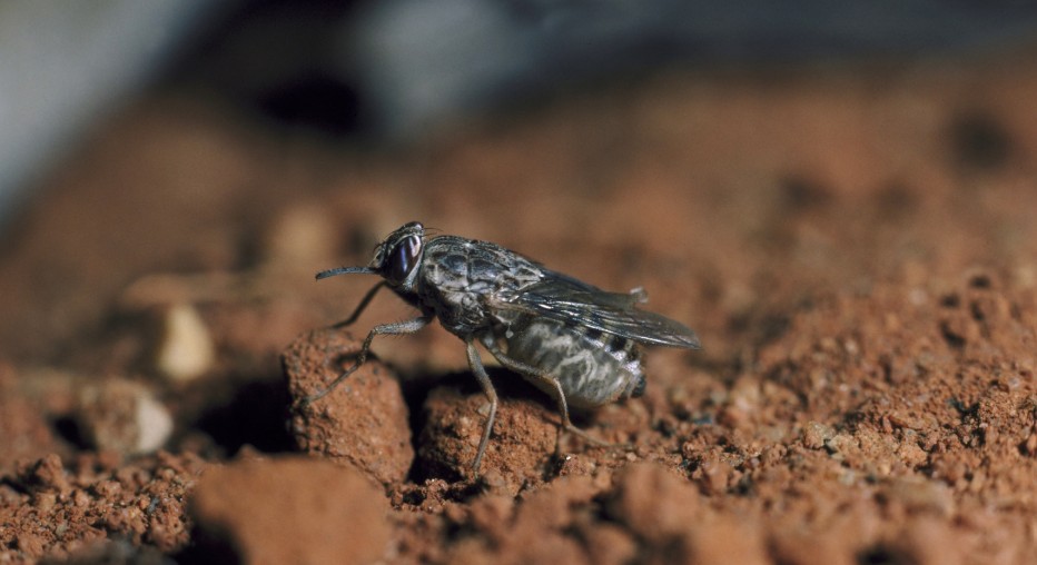 How to Get Rid of Tsetse Fly
