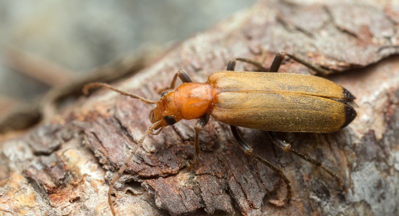 How to Get Rid of Wharf Borer