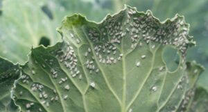 How to identify of Whitefly