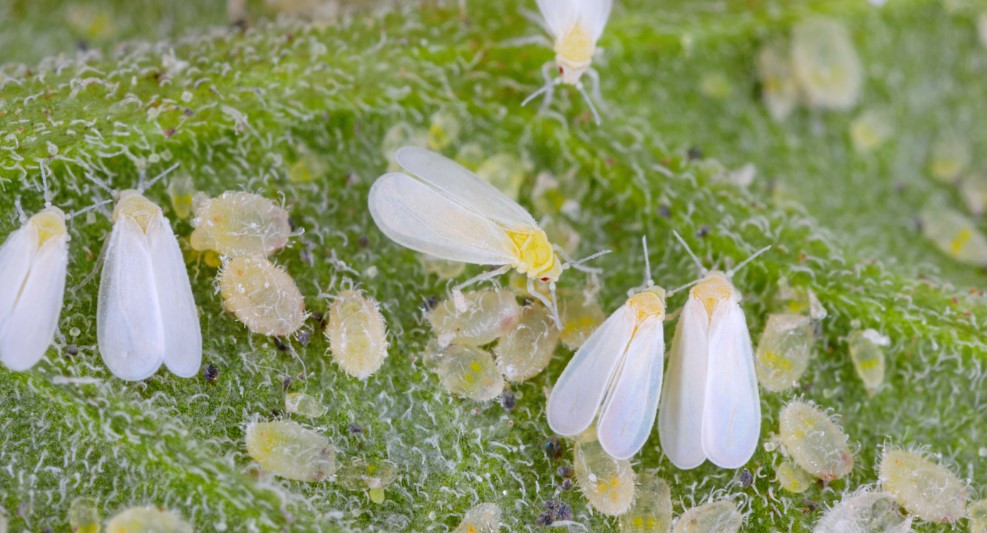 How to Get Rid of Whitefly?