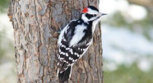 How to Get Rid of Woodpeckers